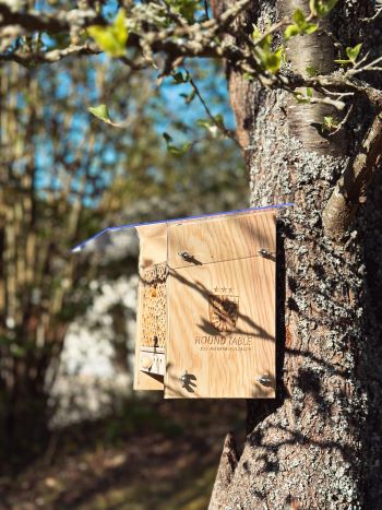 bienen3